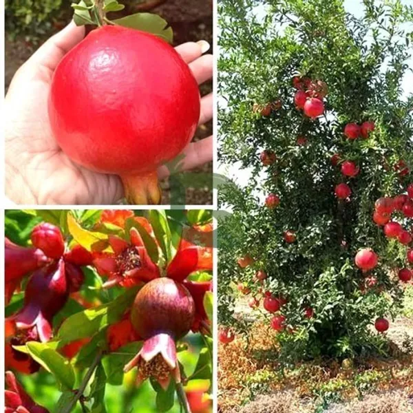 Red_Bhagwa_Anar_Hybrid_Pomegranate_Fruit_Plant_(Hybrid,_Pack_Of_1)_.