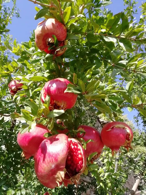 Red_Bhagwa_Anar_Hybrid_Pomegranate_Fruit_Plant_(Hybrid,_Pack_Of_1)_.