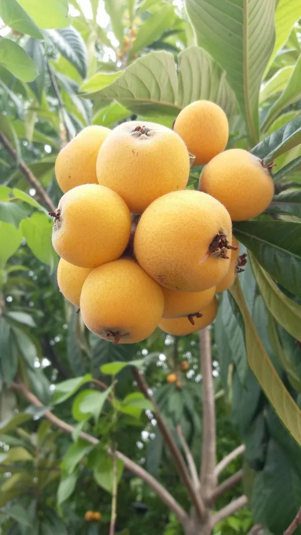 Loquat_Fruit_Plant_–_Evergreen_Tree_|_Fast_Growth,_Heavy_Producer_|_Great_for_Home_Garden_&_Landscape
