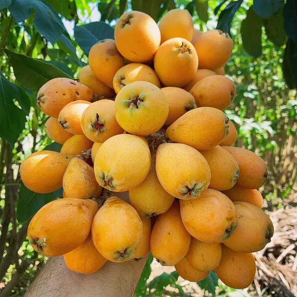Loquat_Fruit_Plant_–_Evergreen_Tree_|_Fast_Growth,_Heavy_Producer_|_Great_for_Home_Garden_&_Landscape