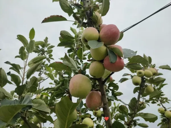 Anna_Apple_Plant_Original_Grafted_Variety_for_Warm_Climate_Gardening_(1.5'-2.5'ft),_Well_Watered_Healthy_Apple_Plant_(Pack_Of_1)