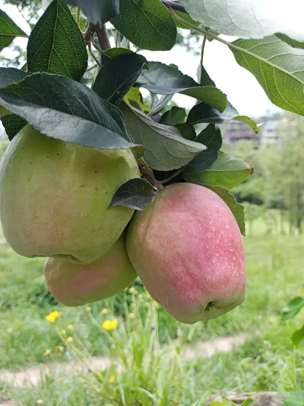 Anna_Apple_Plant_Original_Grafted_Variety_for_Warm_Climate_Gardening_(1.5'-2.5'ft),_Well_Watered_Healthy_Apple_Plant_(Pack_Of_1)