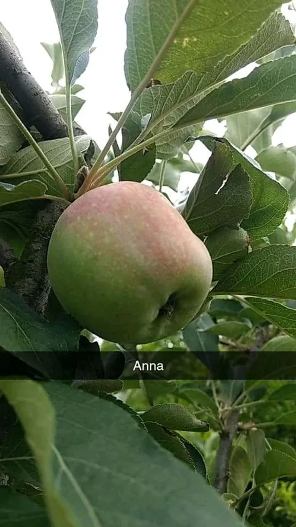 Anna_Apple_Plant_Original_Grafted_Variety_for_Warm_Climate_Gardening_(1.5'-2.5'ft),_Well_Watered_Healthy_Apple_Plant_(Pack_Of_1)