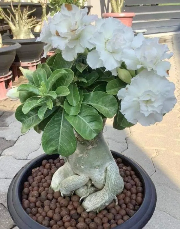 White_Adenium_Desert_Rose_Flowering_Plant_For_Sweet_Home_Garden_Well_Watered_Hybrid_Adenium_Flower_Plant_(Pack_Of_1)