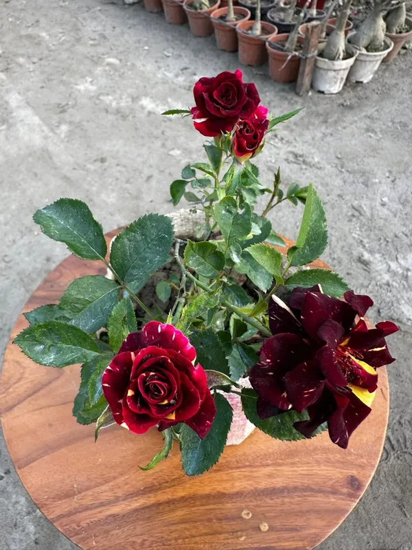 Abracadabra_Iconic_Rose_Flower_Plant_For_Enhance_Your_Home_&_Garden_Beauty,_Pack_Of_1