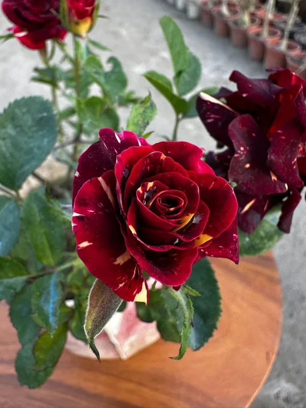 Abracadabra_Iconic_Rose_Flower_Plant_For_Enhance_Your_Home_&_Garden_Beauty,_Pack_Of_1