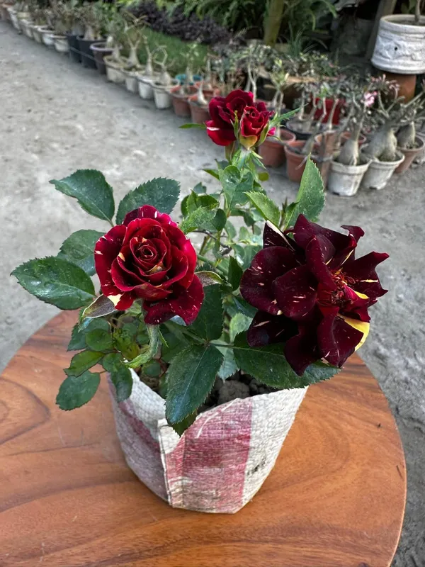 Abracadabra_Iconic_Rose_Flower_Plant_For_Enhance_Your_Home_&_Garden_Beauty,_Pack_Of_1