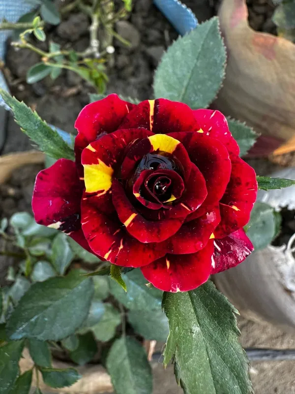 Abracadabra_Iconic_Rose_Flower_Plant_For_Enhance_Your_Home_&_Garden_Beauty,_Pack_Of_1