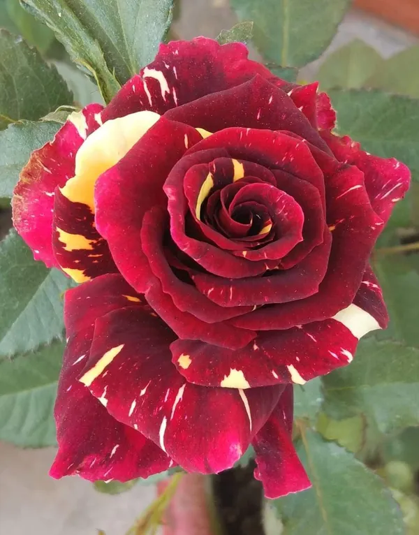 Abracadabra_Rose_Plant_|_Beautiful_Colorful_Blooms_|_For_Enhance_Your_Home/Garden_Beauty