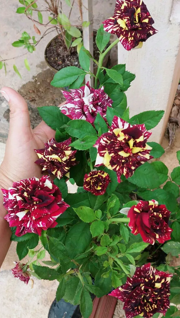Abracadabra_Rose_Plant_|_Beautiful_Colorful_Blooms_|_For_Enhance_Your_Home/Garden_Beauty