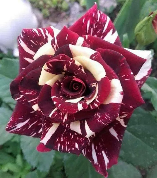Abracadabra_Rose_Plant_|_Beautiful_Colorful_Blooms_|_For_Enhance_Your_Home/Garden_Beauty