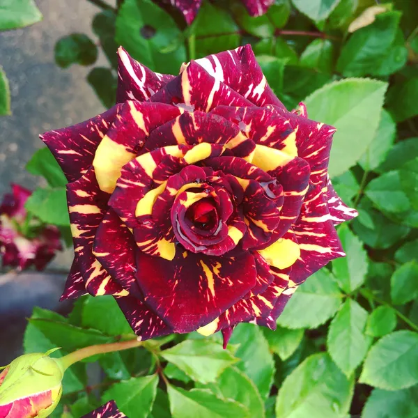 Abracadabra_Rose_Plant_|_Beautiful_Colorful_Blooms_|_For_Enhance_Your_Home/Garden_Beauty