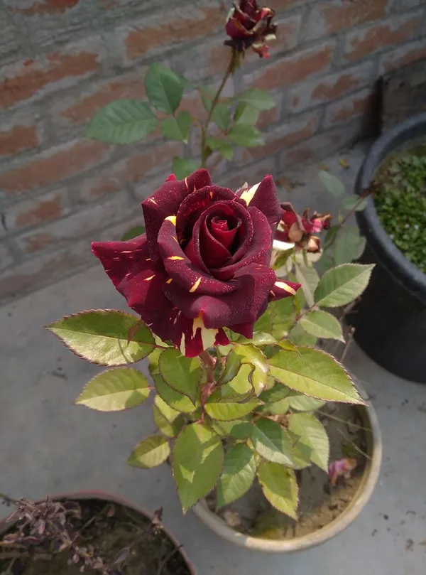 Abracadabra_Rose_Plant_|_Beautiful_Colorful_Blooms_|_For_Enhance_Your_Home/Garden_Beauty