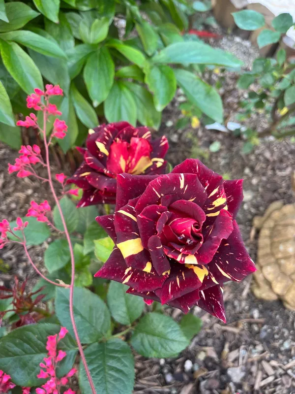 Abracadabra_Rose_Plant_|_Beautiful_Colorful_Blooms_|_For_Enhance_Your_Home/Garden_Beauty