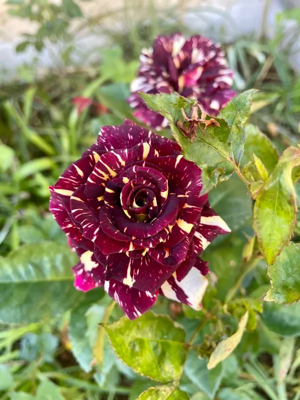 Abracadabra_Rose_Plant_|_Beautiful_Colorful_Blooms_|_For_Enhance_Your_Home/Garden_Beauty