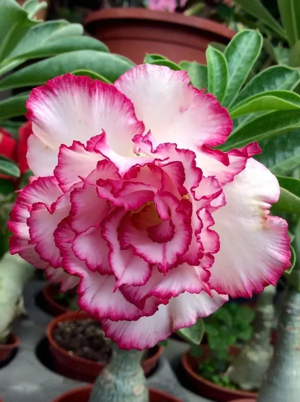 Adenium_Desert_Rose_Double_Petal_Flower_Plant_For_Your_Home_Garden,_Pack_Of_1