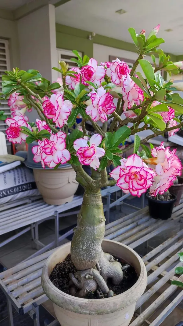 Adenium_Desert_Rose_Double_Petal_Flower_Plant_For_Your_Home_Garden,_Pack_Of_1