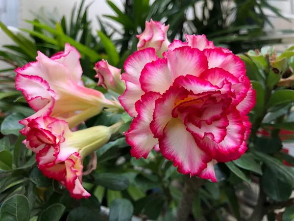 Adenium_Desert_Rose_Double_Petal_Flower_Plant_For_Your_Home_Garden,_Pack_Of_1