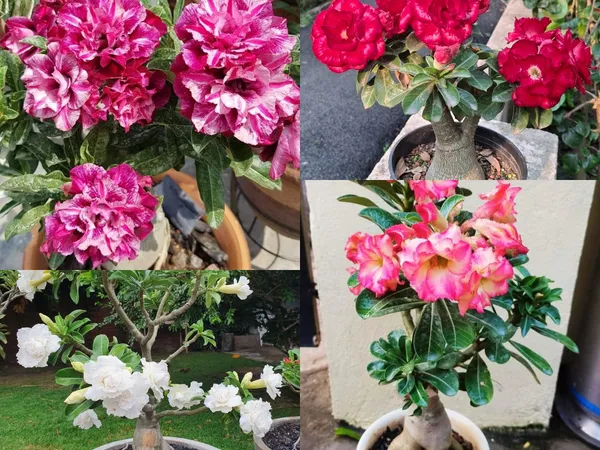 Adenium_Desert_Rose_Exotic_Flowering_Plant_(Pack_Of_4)_For_Home_&_Garden