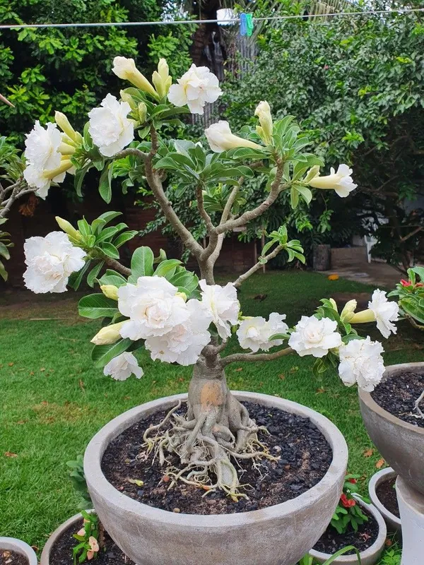Adenium_Desert_Rose_Exotic_Flowering_Plant_(Pack_Of_4)_For_Home_&_Garden