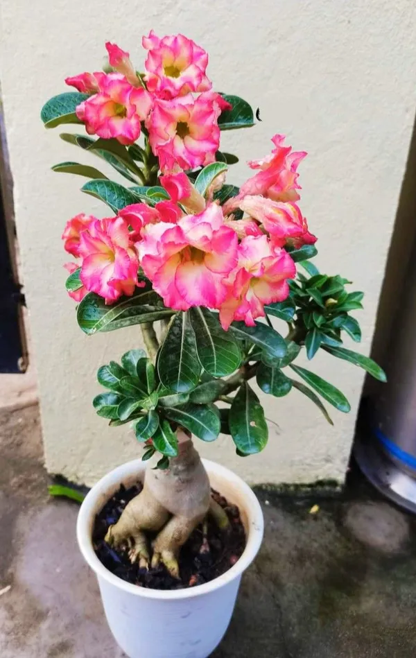 Adenium_Desert_Rose_Exotic_Flowering_Plant_(Pack_Of_4)_For_Home_&_Garden