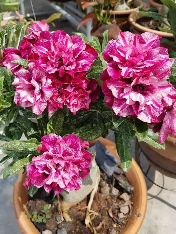 Adenium_Desert_Rose_Exotic_Flowering_Plant_(Pack_Of_4)_For_Home_&_Garden