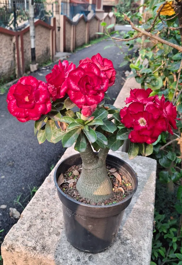 Adenium_Desert_Rose_Exotic_Flowering_Plant_(Pack_Of_4)_For_Home_&_Garden