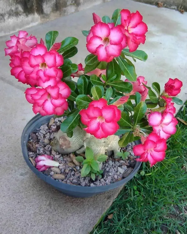 Adenium__Double_Petal__Attractive_Flowering_Plant_(Hybrid,_Pack_Of_1)