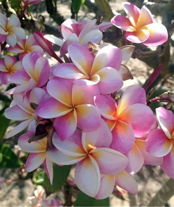 Aesthetic_Plumeria_Flowering_Plant_&_Tree_(1.5-3.5_Ft_Height)_Well_Watered,_Easy_To_Care_Plumeria_Plant_(Hybrid,_Pack_Of_1)