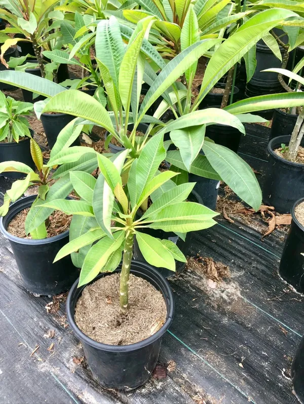 Aesthetic_Plumeria_Flowering_Plant_&_Tree_(1.5-3.5_Ft_Height)_Well_Watered,_Easy_To_Care_Plumeria_Plant_(Hybrid,_Pack_Of_1)