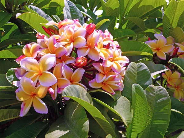 Aesthetic_Plumeria_Flowering_Plant_&_Tree_(1.5-3.5_Ft_Height)_Well_Watered,_Easy_To_Care_Plumeria_Plant_(Hybrid,_Pack_Of_1)