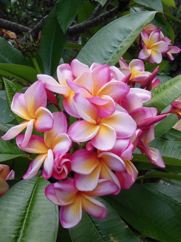 Aesthetic_Plumeria_Flowering_Plant_&_Tree_(1.5-3.5_Ft_Height)_Well_Watered,_Easy_To_Care_Plumeria_Plant_(Hybrid,_Pack_Of_1)