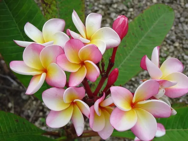 Aesthetic_Plumeria_Flowering_Plant_&_Tree_(1.5-3.5_Ft_Height)_Well_Watered,_Easy_To_Care_Plumeria_Plant_(Hybrid,_Pack_Of_1)