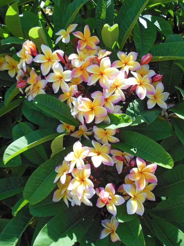 Aesthetic_Plumeria_Flowering_Plant_&_Tree_(1.5-3.5_Ft_Height)_Well_Watered,_Easy_To_Care_Plumeria_Plant_(Hybrid,_Pack_Of_1)