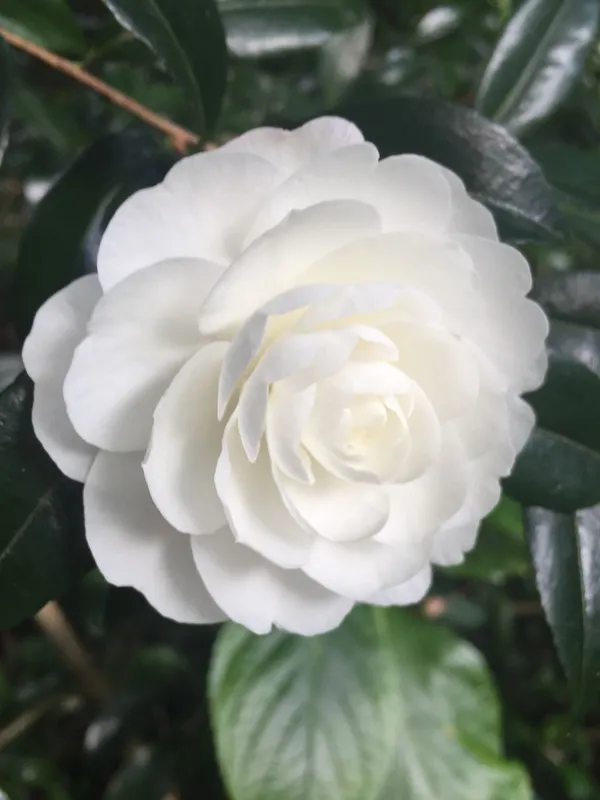 Japanese_White_Camellia_Flowering_Plant_For_Shrub/Bush/Home_Decoration_&_Gardening_Beautiful_Camellia_Flower_Plant_Hight_1.5-2_Ft_Suitable_Location_Outdoor_(Hybrid,_Pack_Of_1)