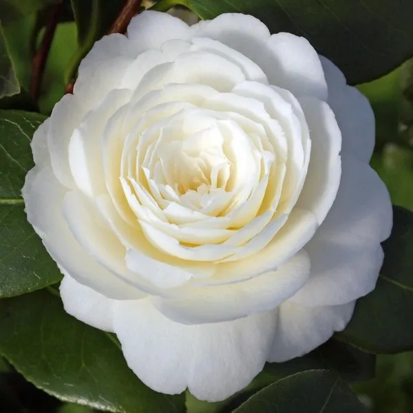 Japanese_White_Camellia_Flowering_Plant_For_Shrub/Bush/Home_Decoration_&_Gardening_Beautiful_Camellia_Flower_Plant_Hight_1.5-2_Ft_Suitable_Location_Outdoor_(Hybrid,_Pack_Of_1)