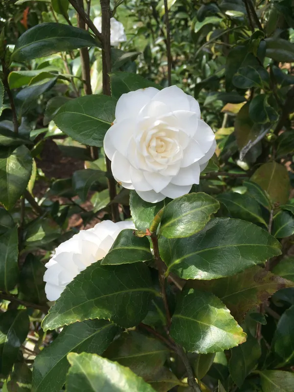 Japanese_White_Camellia_Flowering_Plant_For_Shrub/Bush/Home_Decoration_&_Gardening_Beautiful_Camellia_Flower_Plant_Hight_1.5-2_Ft_Suitable_Location_Outdoor_(Hybrid,_Pack_Of_1)