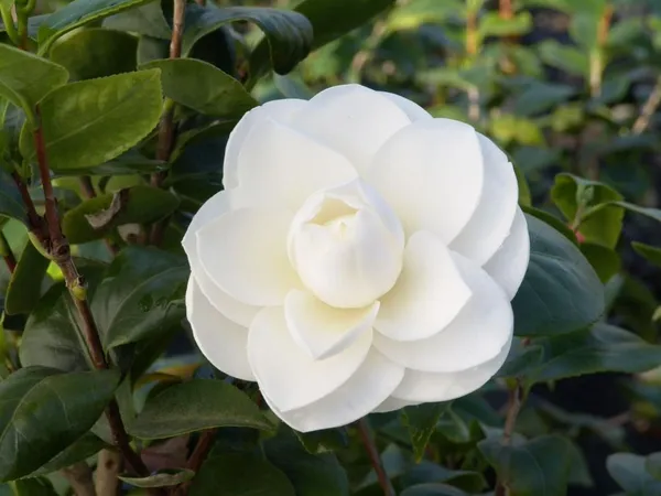 Japanese_White_Camellia_Flowering_Plant_For_Shrub/Bush/Home_Decoration_&_Gardening_Beautiful_Camellia_Flower_Plant_Hight_1.5-2_Ft_Suitable_Location_Outdoor_(Hybrid,_Pack_Of_1)