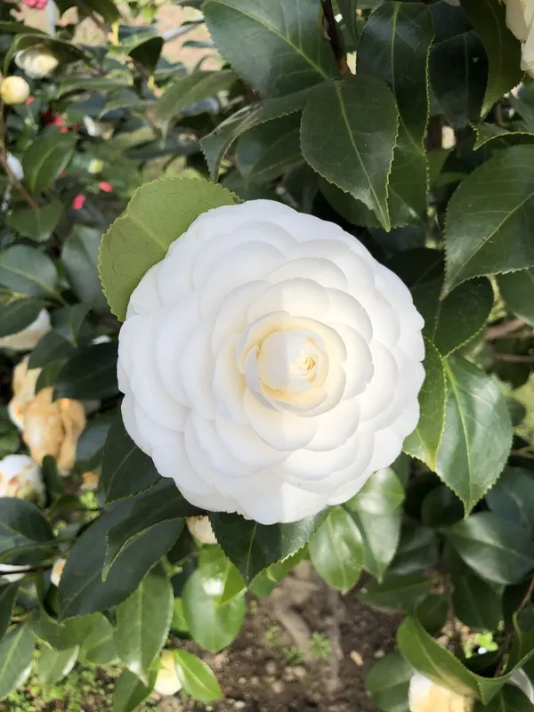 Japanese_White_Camellia_Flowering_Plant_For_Shrub/Bush/Home_Decoration_&_Gardening_Beautiful_Camellia_Flower_Plant_Hight_1.5-2_Ft_Suitable_Location_Outdoor_(Hybrid,_Pack_Of_1)