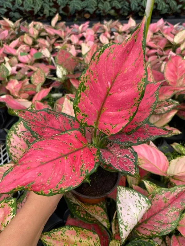 Aglaonema_Excellent_Air_Purifier_Indoor_Plant,_Pack_Of_1