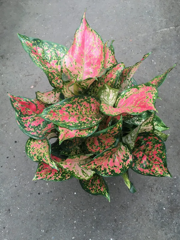 Aglaonema_Excellent_Air_Purifier_Indoor_Plant,_Pack_Of_1