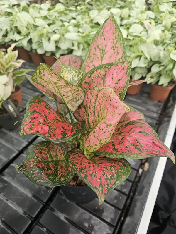 Aglaonema_Excellent_Air_Purifier_Indoor_Plant,_Pack_Of_1