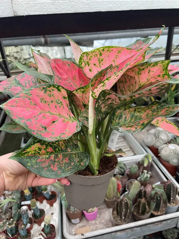 Aglaonema_Excellent_Air_Purifier_Indoor_Plant,_Pack_Of_1