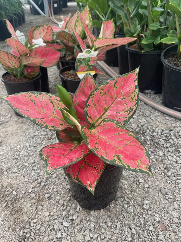 Aglaonema_Excellent_Air_Purifier_Indoor_Plant,_Pack_Of_1