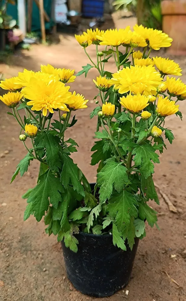 Yellow__Chrysanthemum/Chandramallika_Flower_Plant_(1.5-3.5_Ft_Height)_For_Shrub/Bush/Home_Gardening_Well_Watered_Hybrid_Chandramallika_Flower_Plant_(Pack_Of_1)