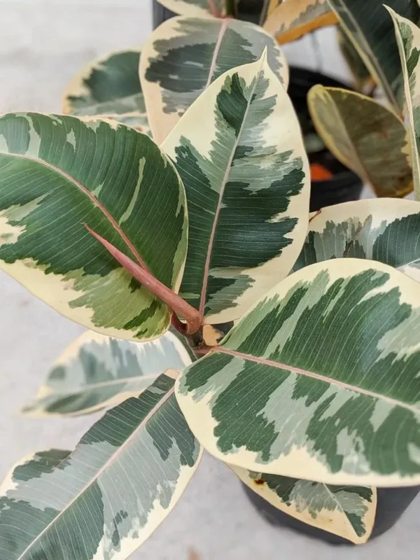 Air_Purifying_Rubber_(Verigated)_Plant_Best_House_Plant_For_Home/Office/Garden_Decor,_Pack_Of_1
