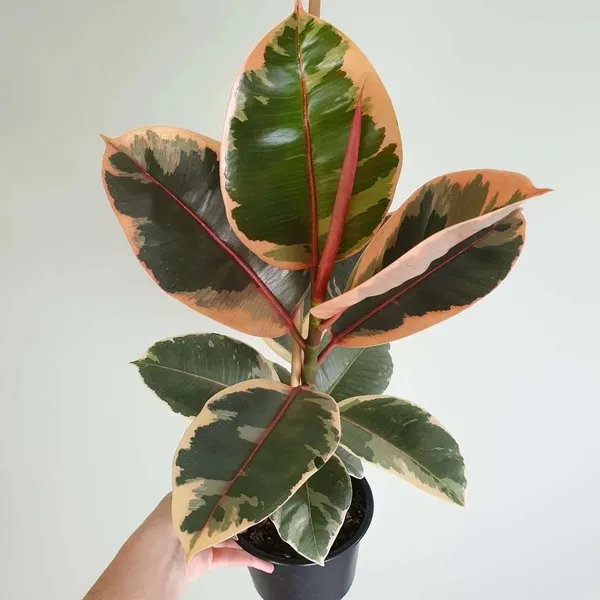 Air_Purifying_Rubber_(Verigated)_Plant_Best_House_Plant_For_Home/Office/Garden_Decor,_Pack_Of_1