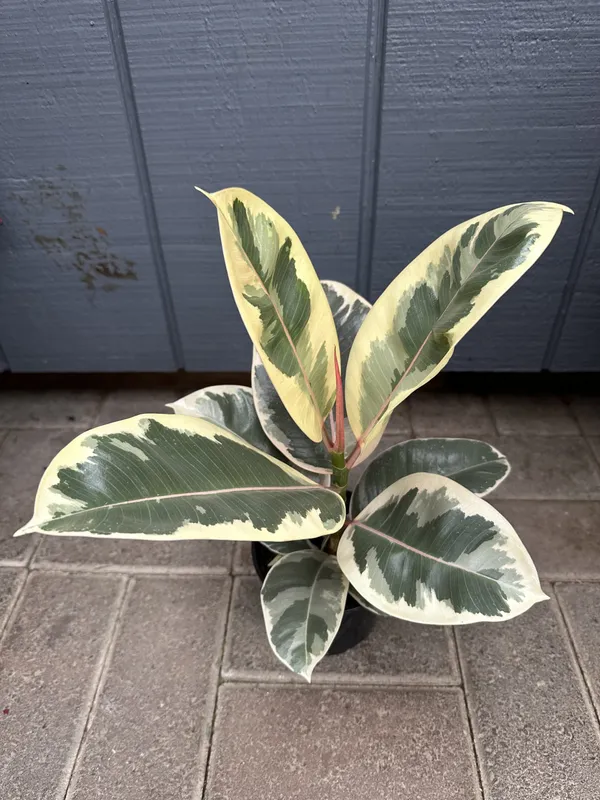 Air_Purifying_Rubber_(Verigated)_Plant_Best_House_Plant_For_Home/Office/Garden_Decor,_Pack_Of_1