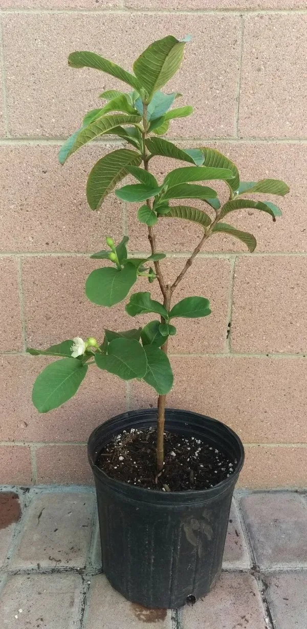 All_Time_Thai-_7_Hybrid_Guava_Fruit__Plant_&_Tree_For_Home_Gardening,_Plant_Hight_1.5-3.5_Ft_(Pack_Of_1)