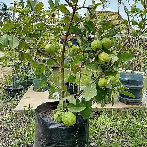 All_Time_Thai-_7_Hybrid_Guava_Fruit__Plant_&_Tree_For_Home_Gardening,_Plant_Hight_1.5-3.5_Ft_(Pack_Of_1)